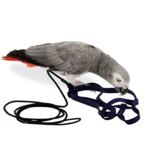 The Aviator Parrot Harness